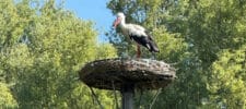 Ooievaarsnest Sandtweyde eindelijk bewoond: een droom komt uit!